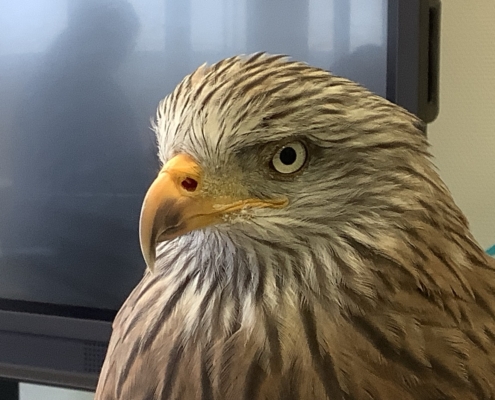 Greifvogeltag in der Klasse 5aH
